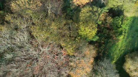 leafless trees during late autumn season in zas, la coruna, spain