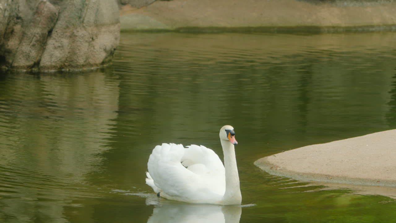 un cisne mudo solitario flotando en un lago tranquilo