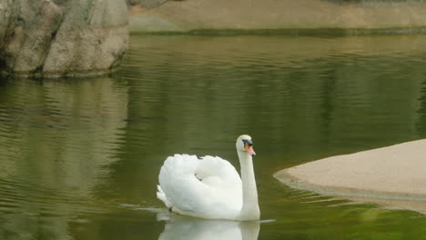 Einsamer-Höckerschwan-Schwimmt-Auf-Einem-Ruhigen-See