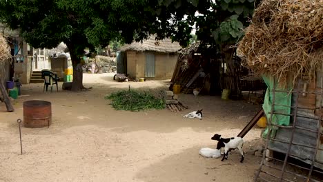 house and yard in a small village in senegal