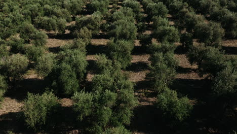 a olive trees field view in apulia region, italy.