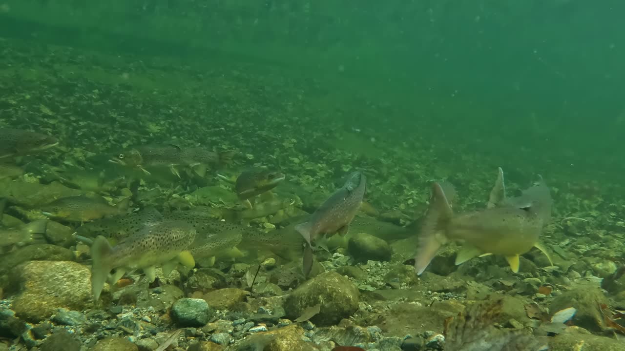 School of juvenile, adult Atlantic Salmon swim near rocky bottom of Dale River, Norway, underwater view.