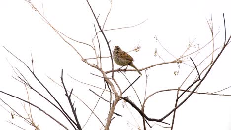 Ein-Liedspatz-Singt-In-Einem-Baum