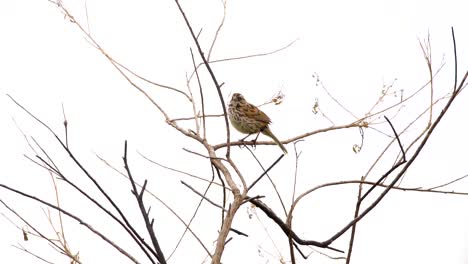 un gorrión canta en un árbol