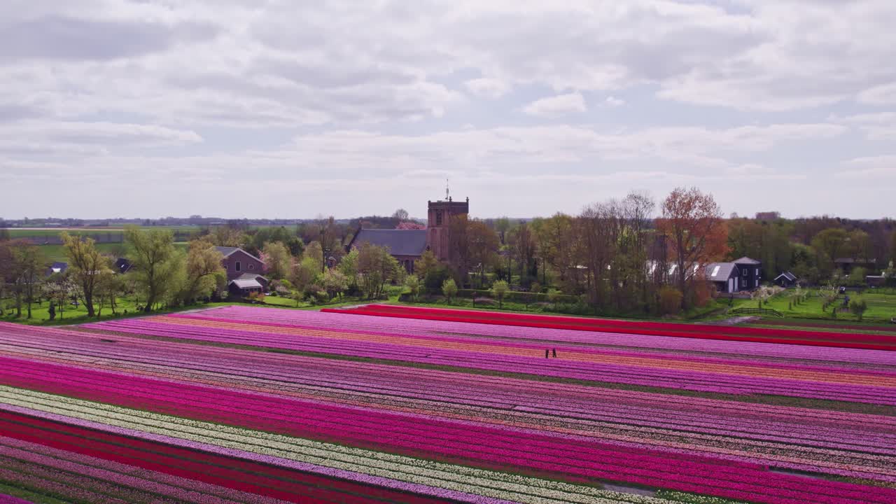 Vista aerea di Aartswoud con tulipani, fiori, chiesa, che mostra un vasto scenario storico nei Paesi Bassi