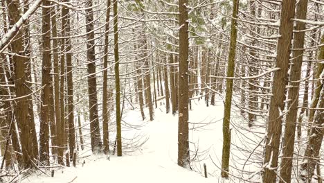 El-Suelo-Del-Bosque-En-Un-Bosque-De-Pinos-Cubierto-De-Nieve-Blanca-Con-Una-Fina-Capa-En-Las-Ramas