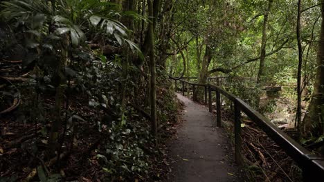 Vista-Del-Sendero-Para-Caminar-Y-El-Bosque,-Puente-Natural,-Parque-Nacional-Springbrook-Gold-Coast,-Australia