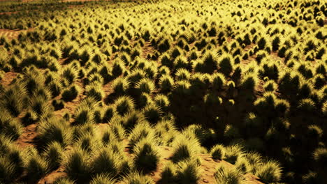 paisaje desértico en el parque nacional del cráter
