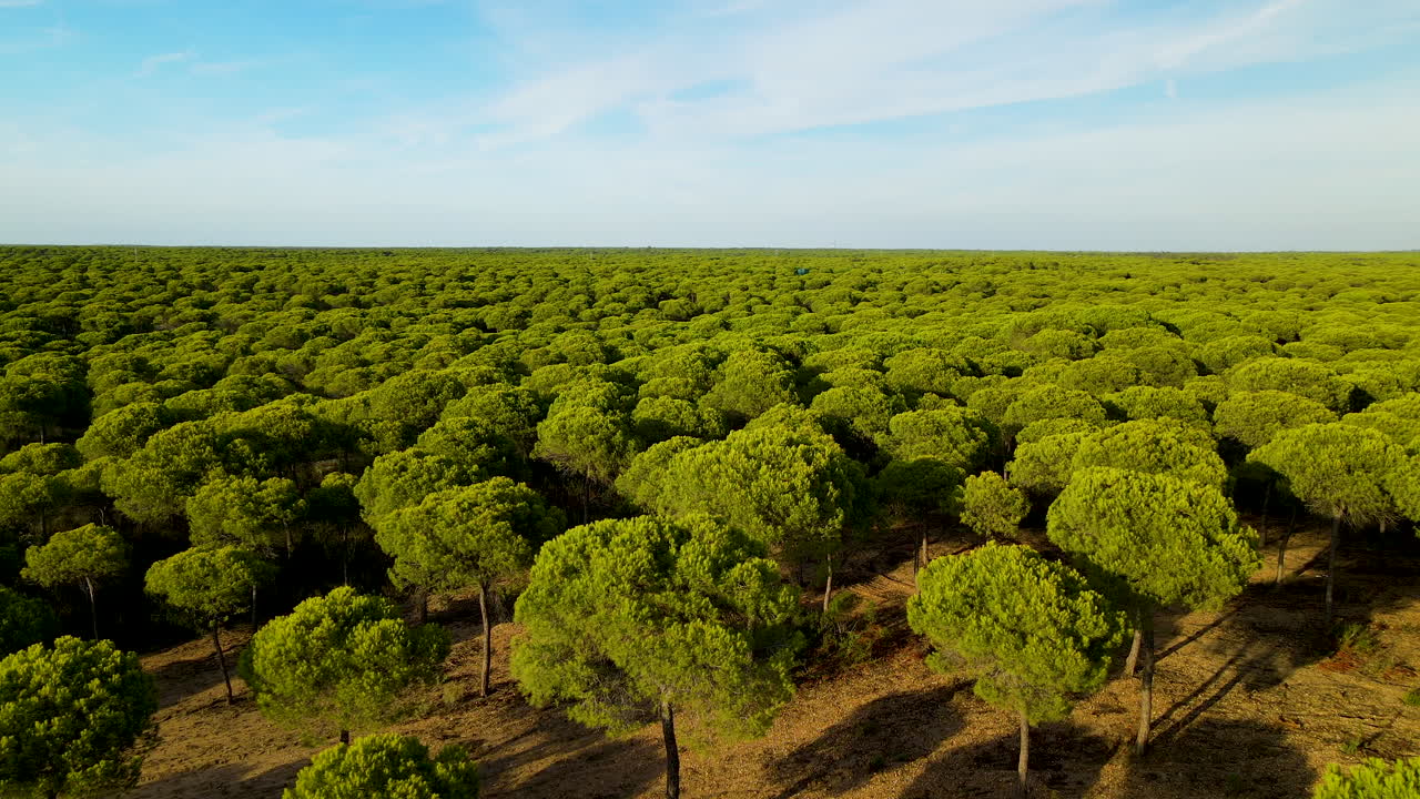 gran bosque de pino piñonero verde en españa