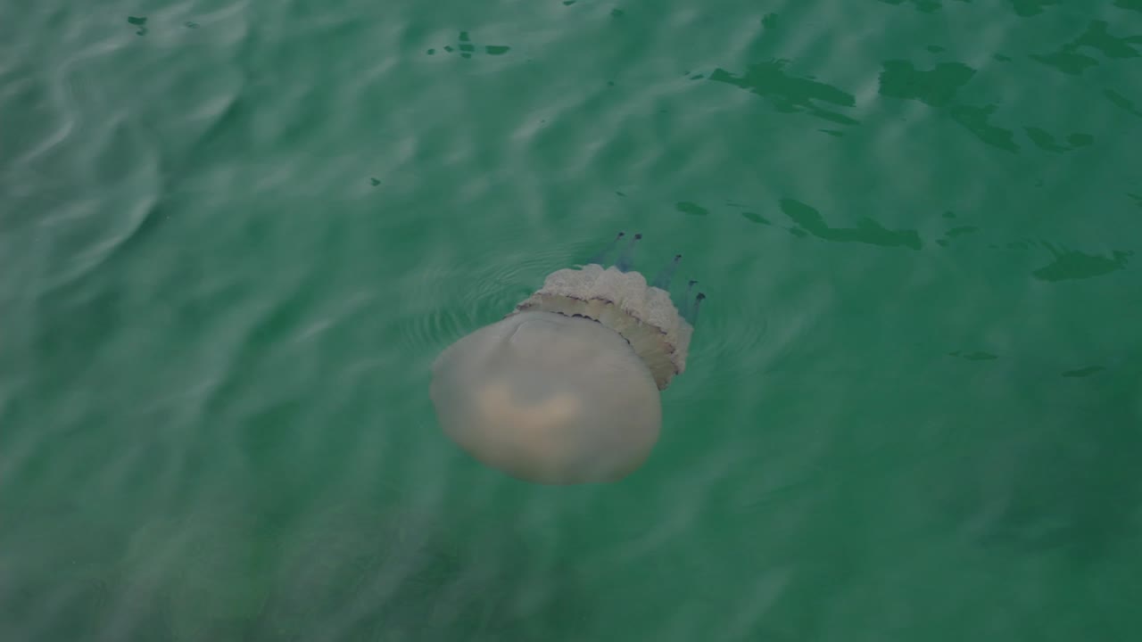 A barrel jellyfish swimming in sea water, near the rocky shoreline