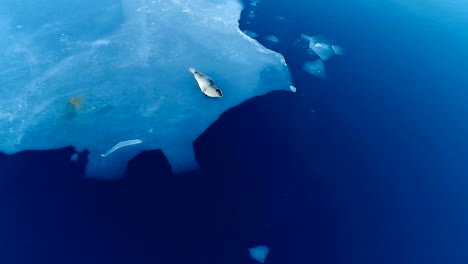 aerial view over seals on white ice floe in iceland. seals are next to the blue sea.