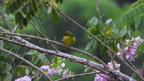 Pinzón-Amarillo-De-Cola-Rayada-Posado-Y-Acicalándose-En-La-Rama-Húmeda-De-Un-árbol-En-Flor-En-Santa-Marta,-Colombia