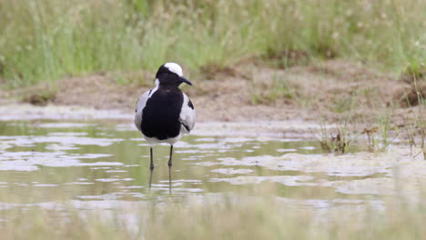 Herrero-Avefría-O-Chorlito-Herrero-Acicalándose-Plumas-Mientras-Está-De-Pie-En-El-Agua,-Primer-Plano-En-Cámara-Lenta