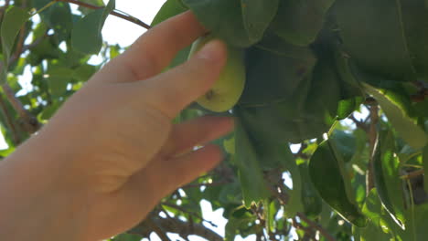 Mano-Recogiendo-Pera-Del-árbol