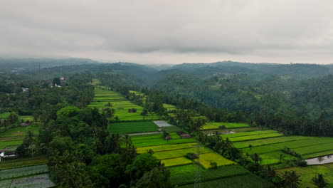 rice fields surrounded by lush forest on cloudy day, indonesia