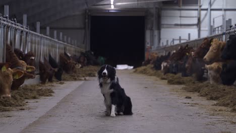 border collie standing in the middle of a feed floor for cows