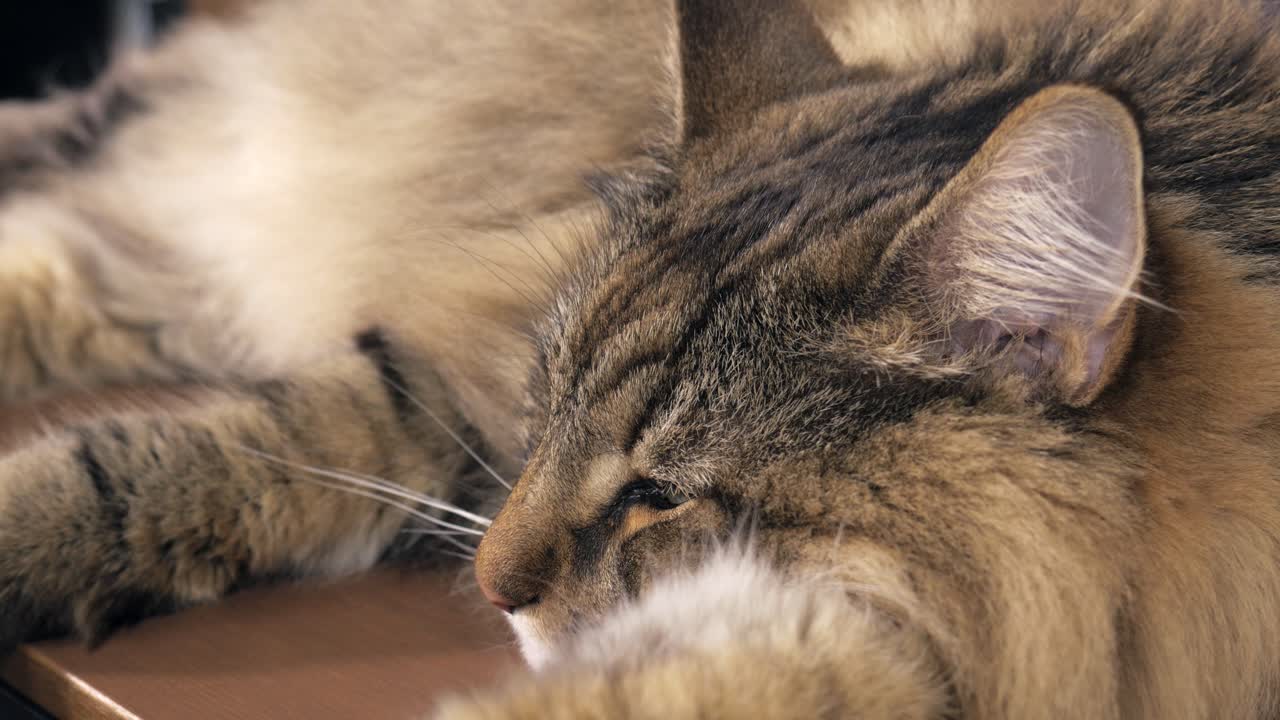 Fluffy Norwegian Forest cat lying on a wooden coffee table with tail gently swishing in the background then suddenly reacts to a faint noise flicking ears and opening his eyes