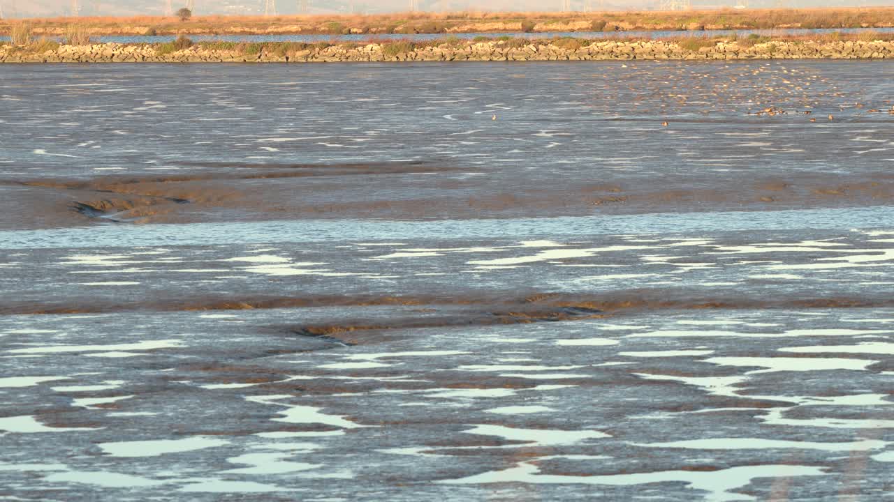 Beautiful wildlife scenery of Baylands Nature Preserve in Mountain View, California
