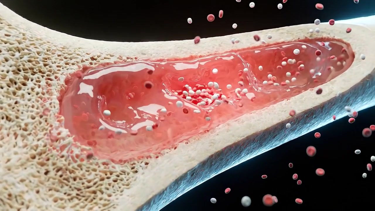 Cutaway bone showing red marrow and porous skeletal tissue in science view