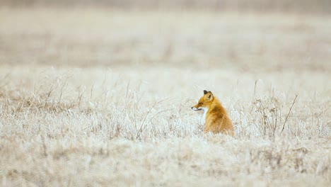 fox is looking for food in dry grass savanna very high temperature