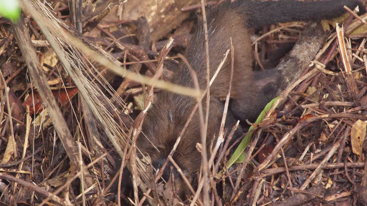 mono capuchino siempre vigilante buscando comida en el suelo del bosque