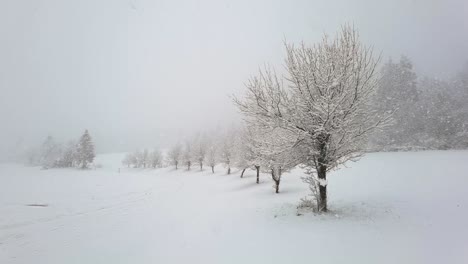 cámara lenta nevando en línea de árboles de hoja caduca