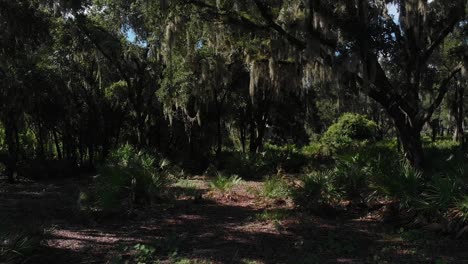 Musgo-Español-En-El-Corazón-De-Un-área-Natural-De-Florida