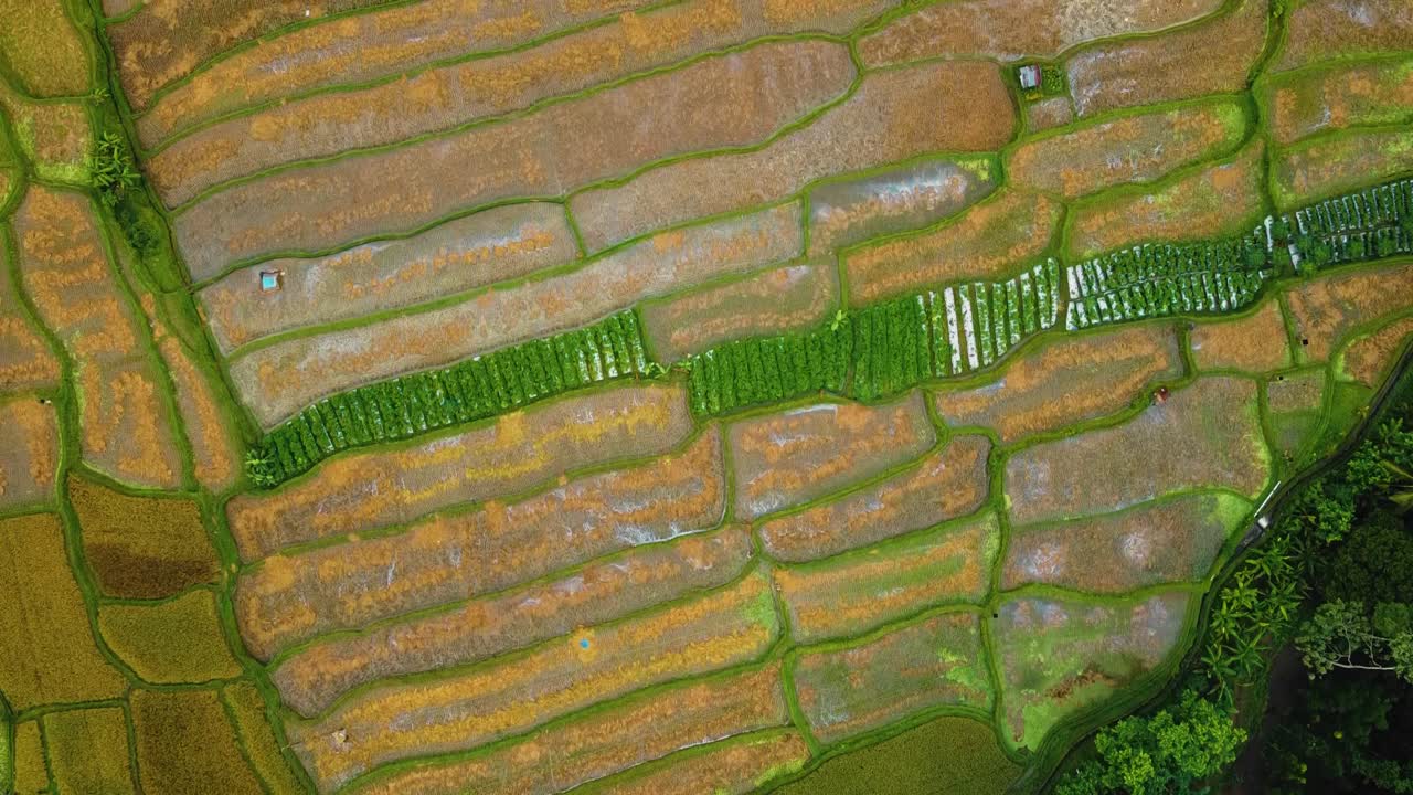 bellas imágenes cinematográficas de ubud, bali drone con exótica terraza de arroz, pequeñas granjas y plantaciones agroforestales
