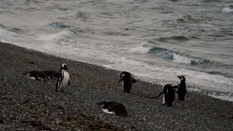 pingüinos de magallanes en la orilla de la isla martillo, tierra del fuego, argentina - toma amplia
