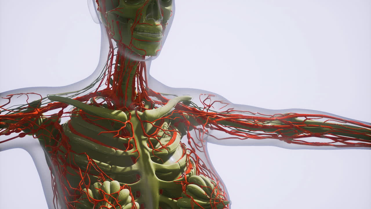 exploración de la anatomía humana centrada en las arterias y venas