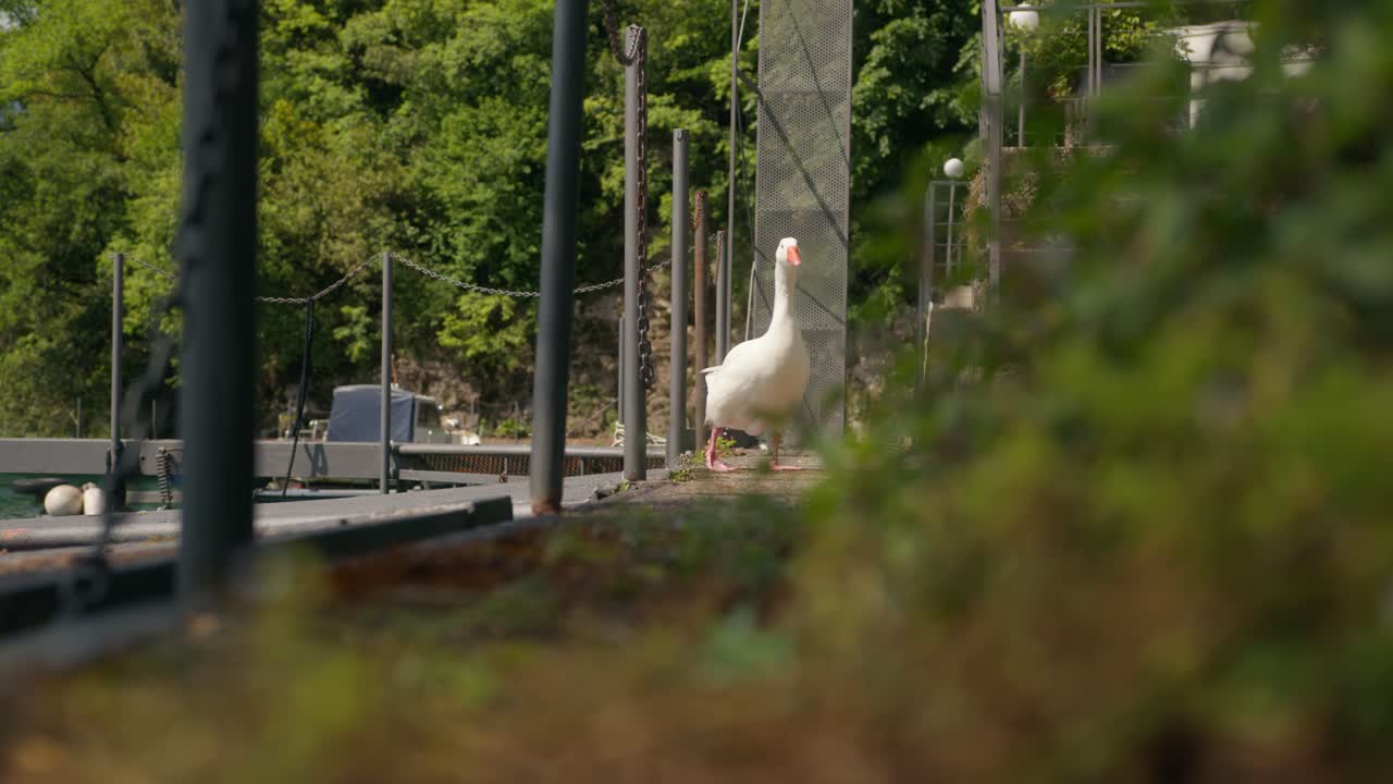Curious goose walks around floating dock at Lake Como, Italy (Lago di Como, Italia), playful and serene wildlife moment