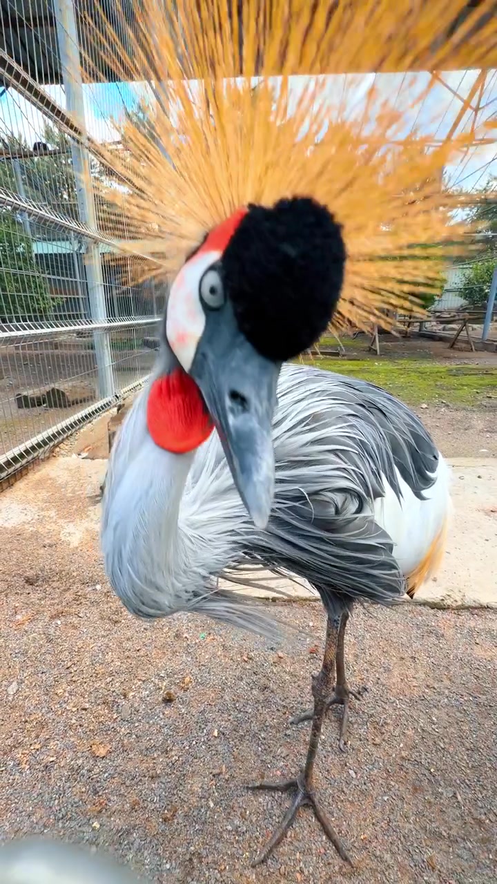 Uccello colorato in gabbia allo zoo. Un uccello con piume colorate si trova vicino a un'area recintata. L'uccello guarda verso la telecamera mentre si trova in uno zoo