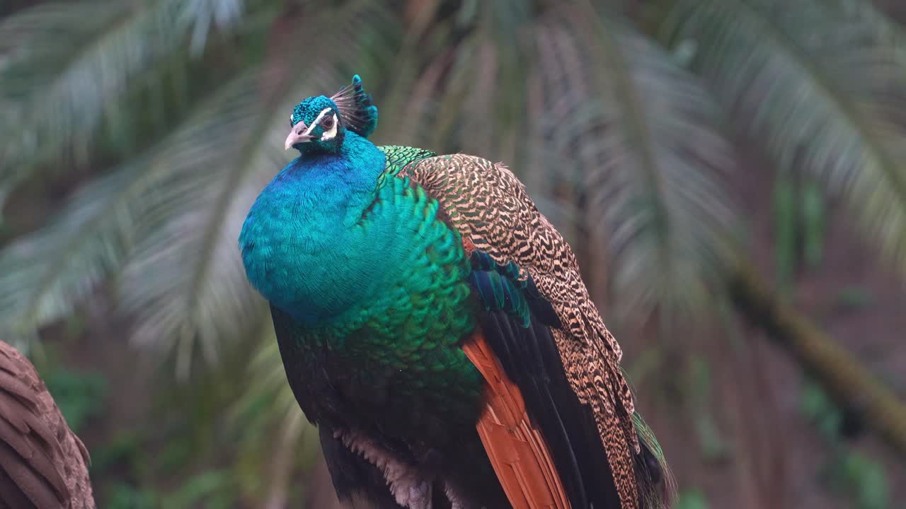 Um pavão-indiano (Pavo cristatus) empola as suas penas para se manter aquecido, adormecendo lentamente, em close-up