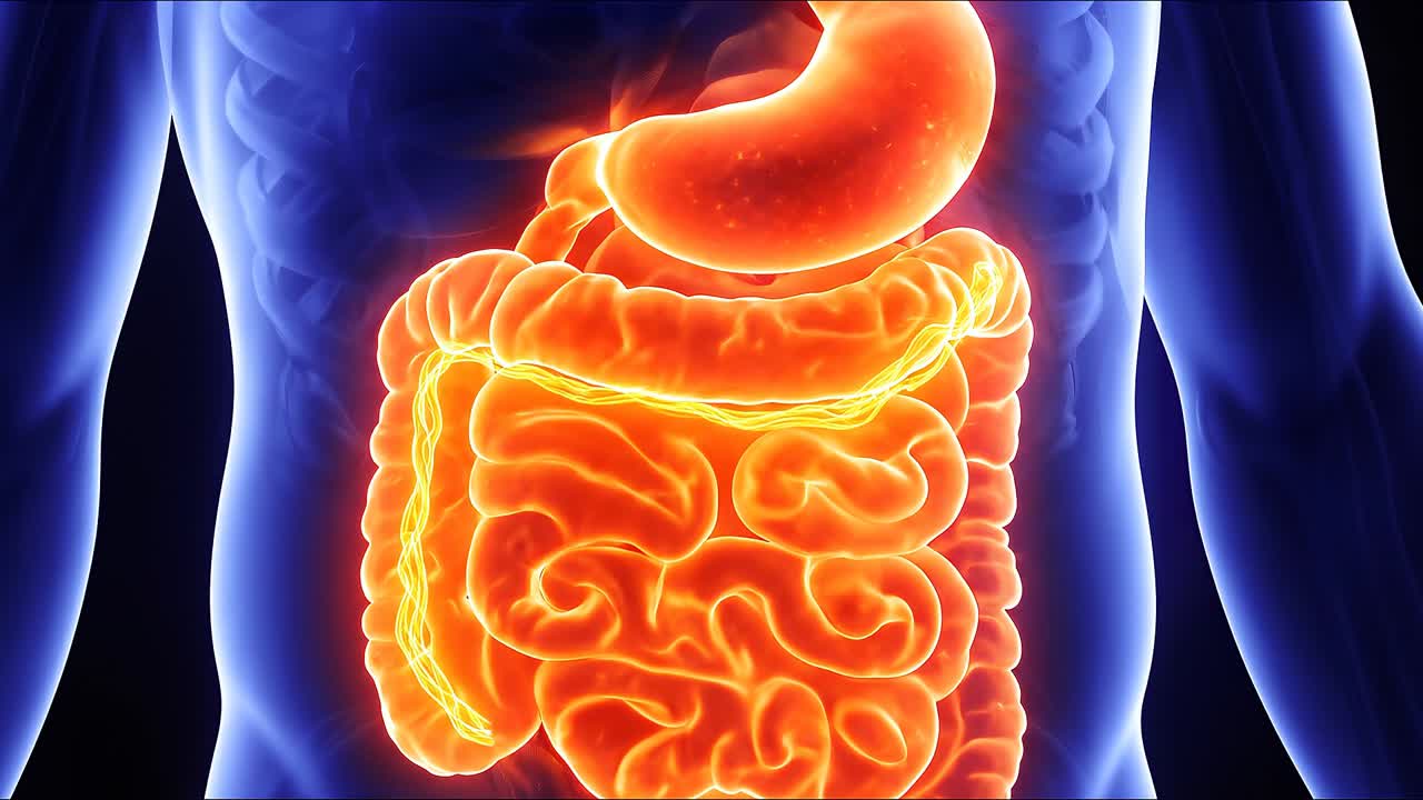 Torso umano con stomaco e intestino luminosi che mostrano gli organi del sistema digestivo, anatomia interna dettagliata, animazione medica.