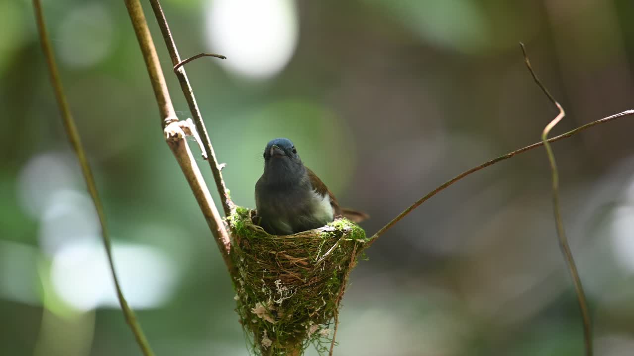 papamoscas azul de nuca negra, hypothymis azurea, kaeng krachan, tailandia