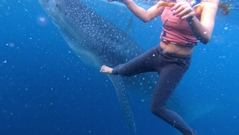 underwater view of a tourist woman swimming closed to a big whale shark