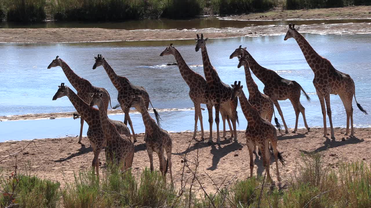 A large group of Giraffe gracefully moves together next to a river in Africa