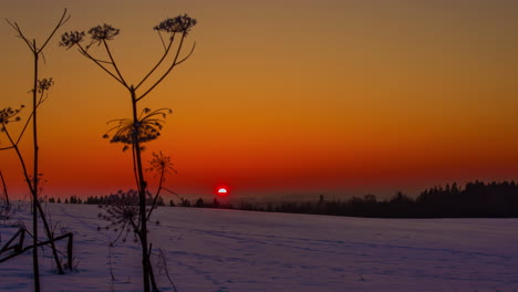 frozen queen anne's lace in the foreground of a snowy field during a golden sunset - time lapse