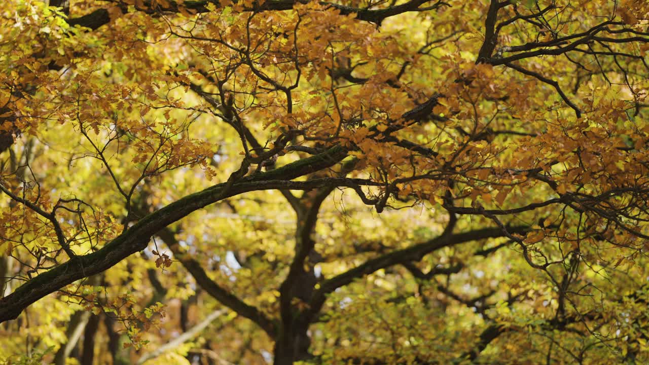 Looking up through the entangled branches of the elm tree with colorful autumn leaves