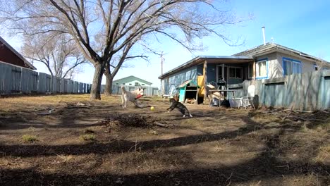 SLOW-MOTION---A-tabby-cat-jumps-at-a-yellow-ball-that-is-being-thrown-to-a-husky-dog-in-the-backyard-of-a-house-in-the-country