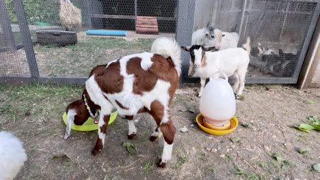 goat kids frolic and feed alongside chickens.