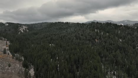 snow falling over coniferous forest under cloudy sky