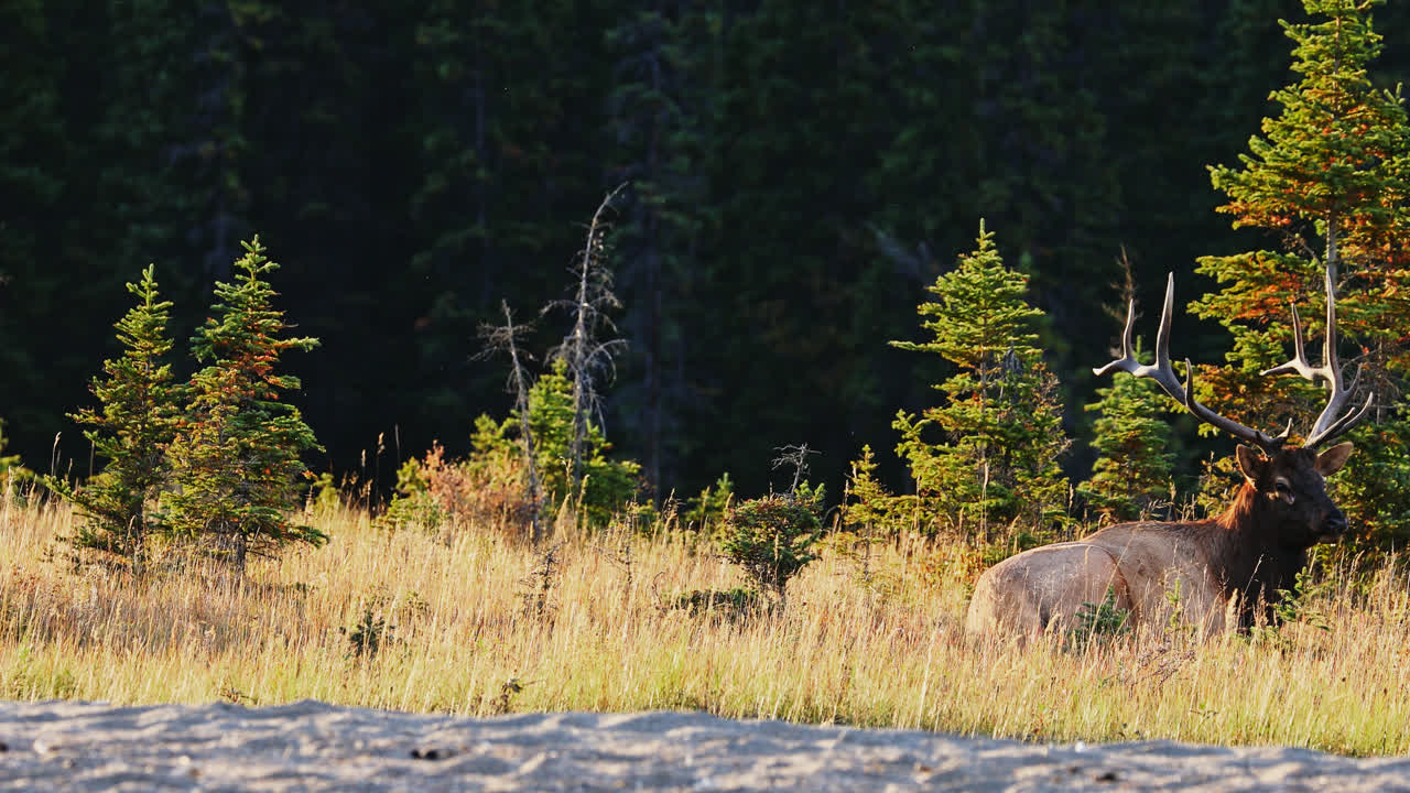 Bull elk sit down on grass for a rest, pine trees in background