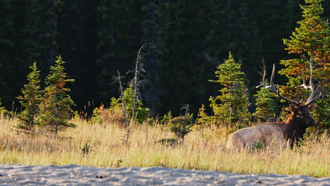 bull elk sit down on grass for a rest, pine trees in background