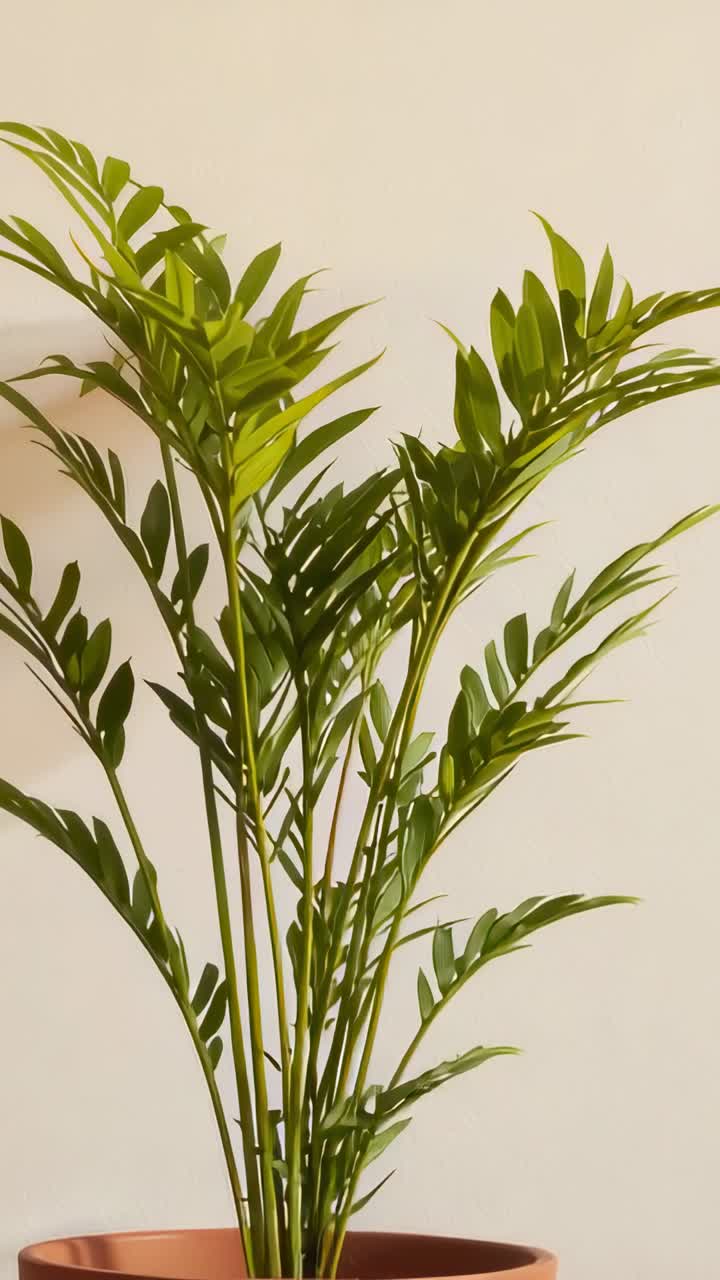 La telecamera si inclina verso l'alto, una palma in vaso di terracotta oscilla rivelando le fronde superiori in casa.