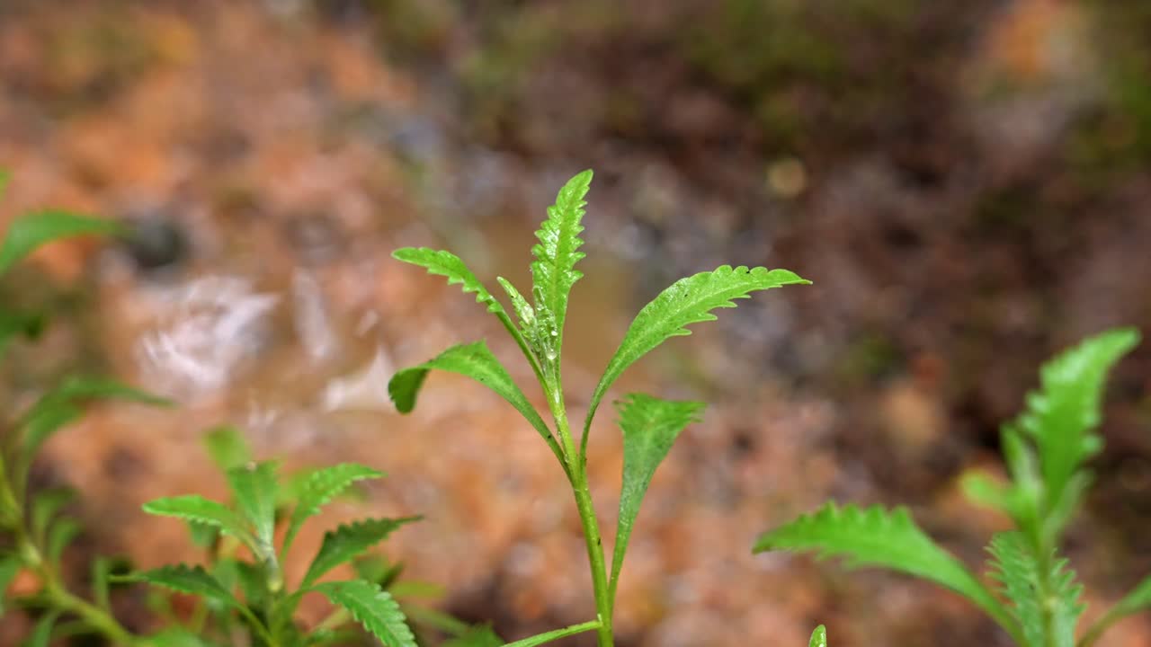 4K 50fps close-up of green lavender plants (Lavandula) growing on wet soil near a stream. Fresh aromatic herbs in a natural environment