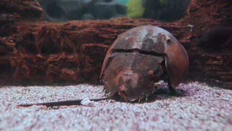 atlantic horseshoe crab (limulus polyphemus), also known as the american horseshoe crab, is a species of horseshoe crab, a kind of marine and brackish chelicerate arthropod.