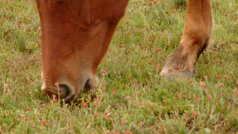 close-up-shot-of-a-brown-New-Forest-pony-grazing-side-on,-in-a-field-in-the-New-Forest