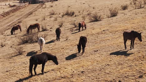 horses grazing on a winter day with the pasture scorched by frost