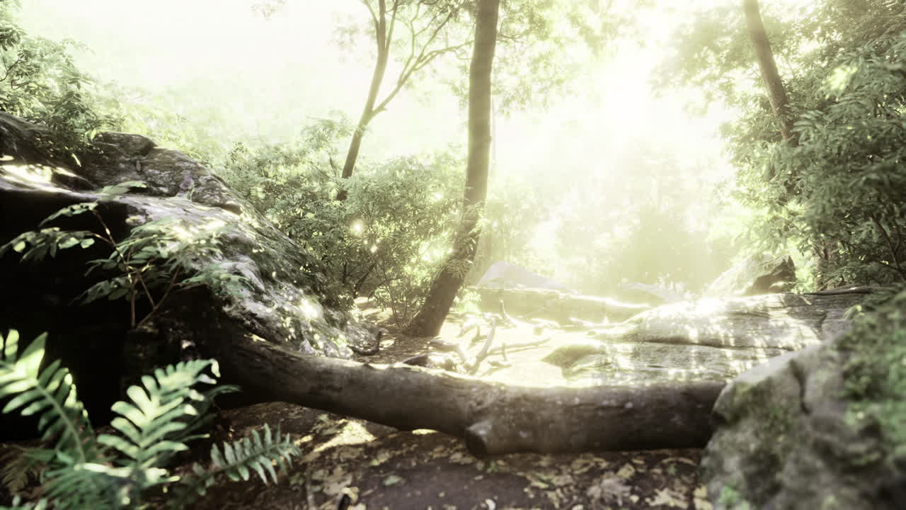 조용 한 숲 에서 나무 를 가로질러 는 빛